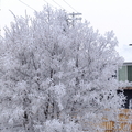 DSCF9165