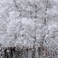 DSCF9170